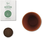 BUZZY Seeds Daydream - Kit de cultivo de 6 unidades, macetas de terracota, flores surtidas