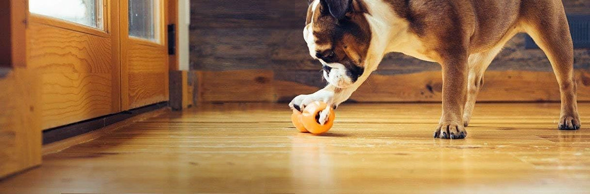 West Paw Zogoflex Qwizl Juguete Interactivo Dispensador de Premios Rompecabezas para Perros, Mandarina, Pequeño