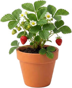Buzzy Seeds Alpine Strawberry Grow Kit de 12 unidades, macetas de terracota