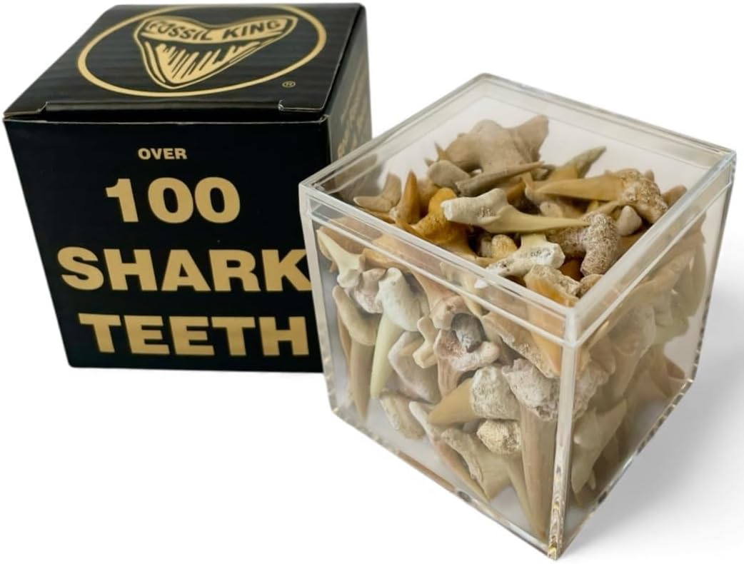 100 dientes de tiburón fosilizados reales auténticos