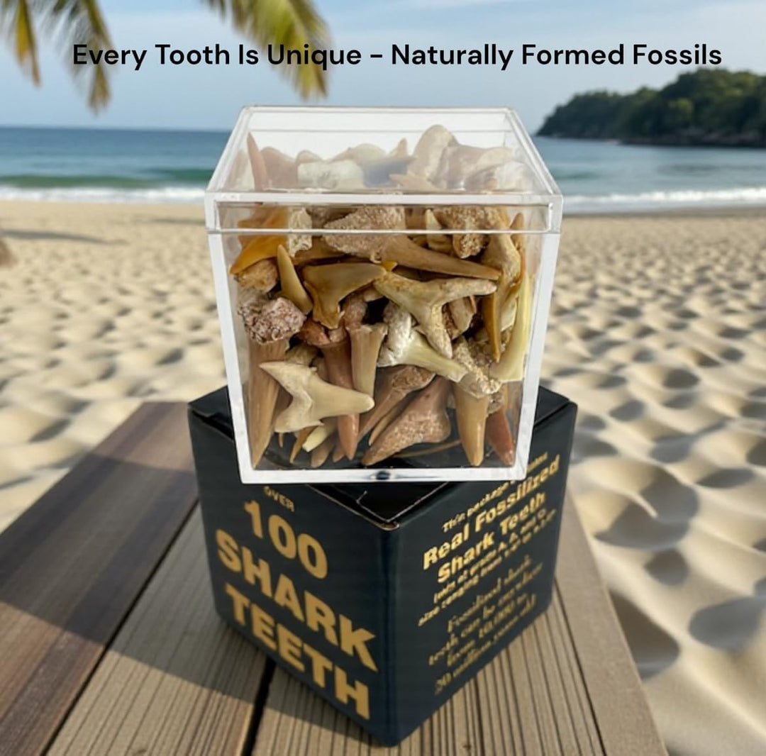 100 dientes de tiburón fosilizados reales auténticos