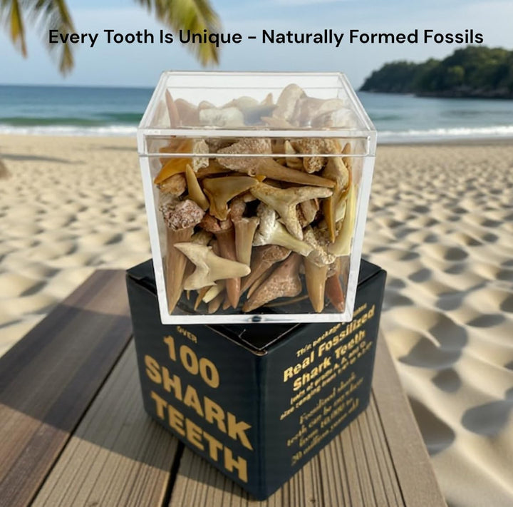 100 dientes de tiburón fosilizados reales auténticos