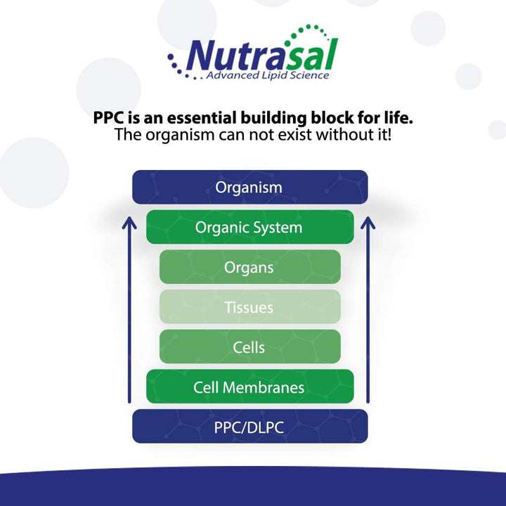 Nutrasal PhosChol PPC Polienil FosfatidilColina Suplemento