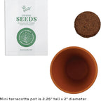 BUZZY Kit de cultivo de girasol de semillas, paquete de 12, macetas de