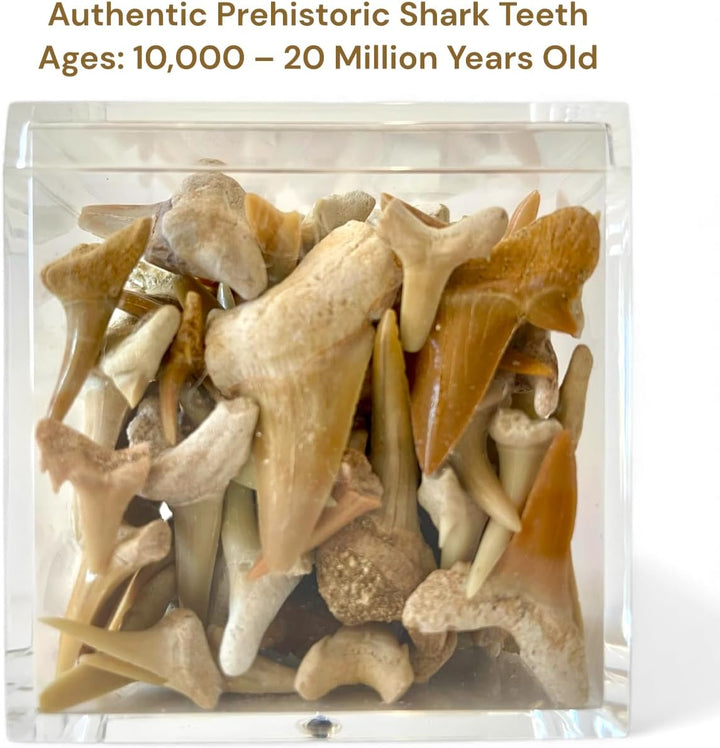 100 dientes de tiburón fosilizados reales auténticos