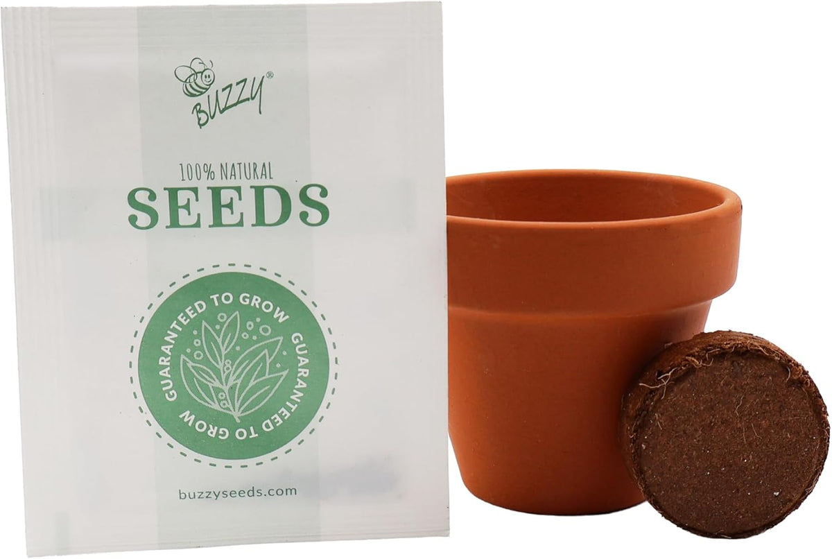 Buzzy Seeds Alpine Strawberry Grow Kit de 12 unidades, macetas de terracota