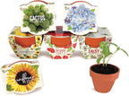 BUZZY Seeds Daydream - Kit de cultivo de 6 unidades, macetas de terracota, flores surtidas
