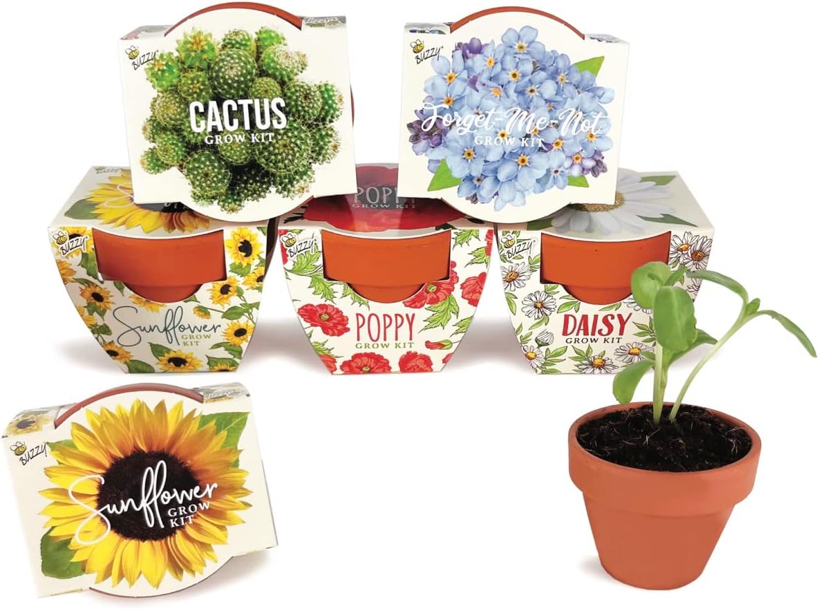 BUZZY Seeds Daydream - Kit de cultivo de 6 unidades, macetas de terracota, flores surtidas
