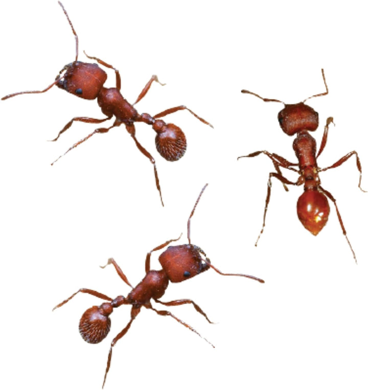 Insect Lore 75 hormigas cosechadoras nativas occidentales