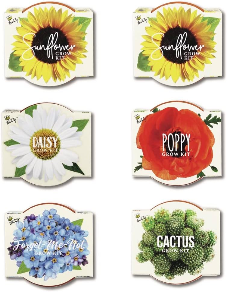 BUZZY Seeds Daydream - Kit de cultivo de 6 unidades, macetas de terracota, flores surtidas