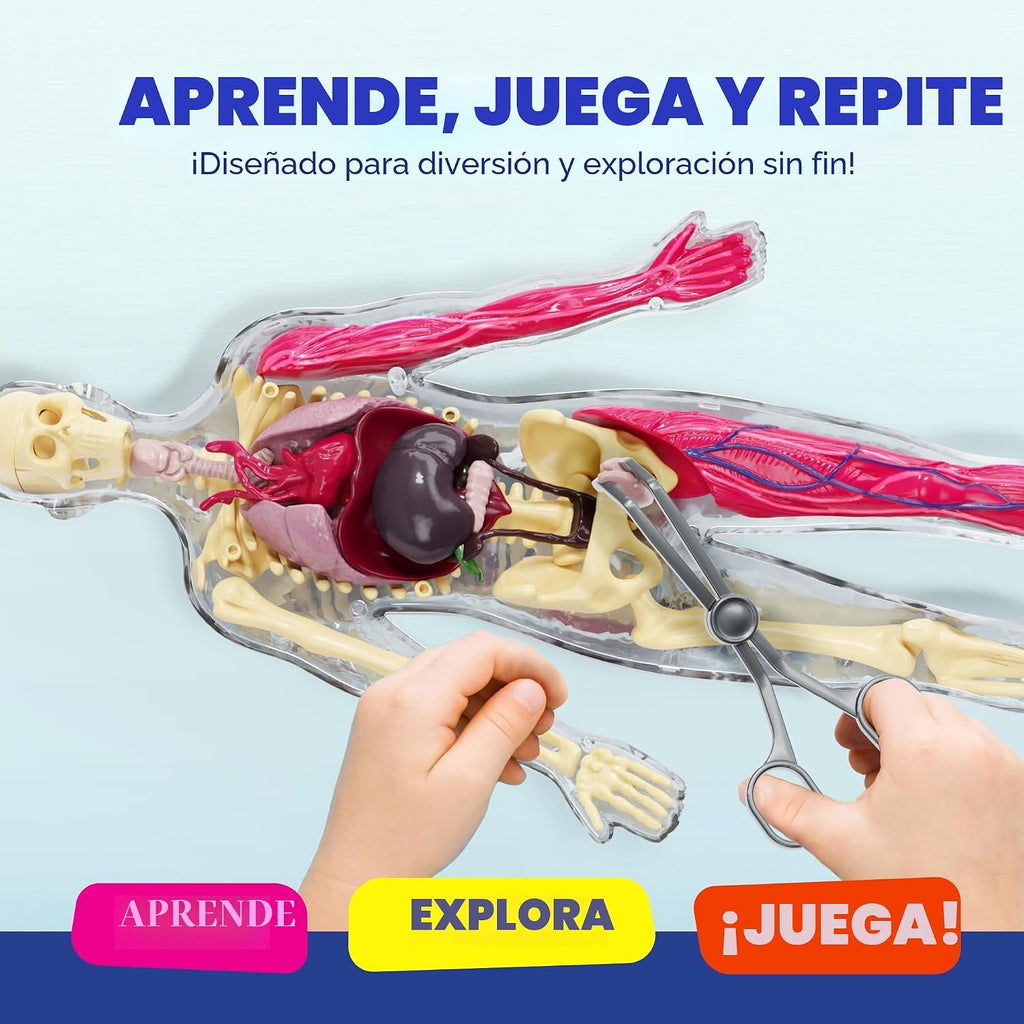 Dan&Darci Modelo de cuerpo blando de anatomía humana, kits de ciencia para niños de 4 a 8 años, juguetes STEM para regalo de cumpleaños de niños de 4, 5, 6, 7, 8 años, juguetes educativos de