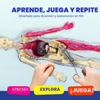 Dan&Darci Modelo de cuerpo blando de anatomía humana, kits de ciencia para niños de 4 a 8 años, juguetes STEM para regalo de cumpleaños de niños de 4, 5, 6, 7, 8 años, juguetes educativos de