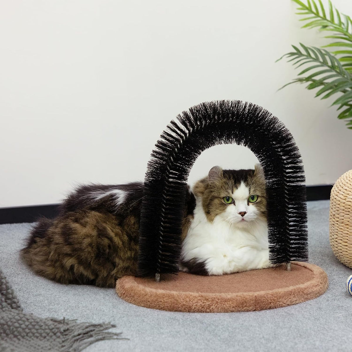 Hollypet Masajeador y rascador de auto aseo - Cepillo de arco de gato para