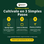 BUZZY Seeds Daisy - Kit de cultivo de margaritas, paquete de 20 macetas de