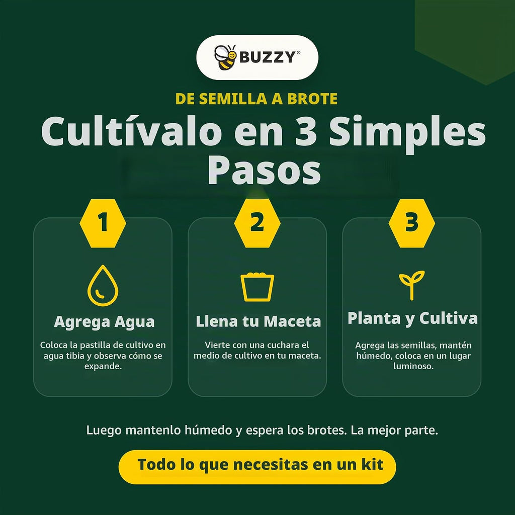 BUZZY Kit de cultivo de girasol, paquete de 20 macetas de terracota a