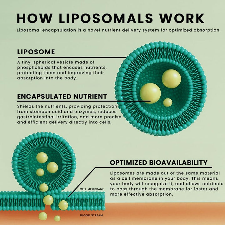 Manna Vitamins Evolved - Complejo liposomal de azúcar en sangre - A...
