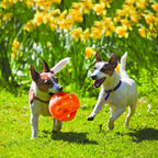 KONG Jumbler Ball - Juguete interactivo para perros y cachorros, juguete de búsqueda con pelota de tenis, suministros para perros para juegos atractivos, para perros grandes/XL, color proporcionado al