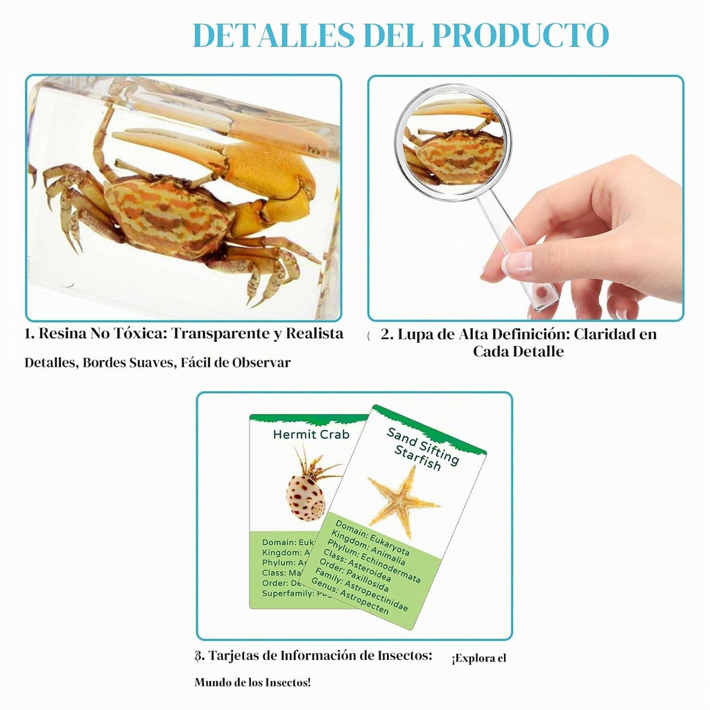 Set de 12 especímenes marinos en resina – Colección real de criaturas marinas de taxidermia con lupa para decoración de biología marina, exhibición y regalo para amantes del océano