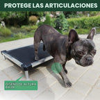 FXW TitanNest - Cama elevada para perros extra pequeños a prueba de