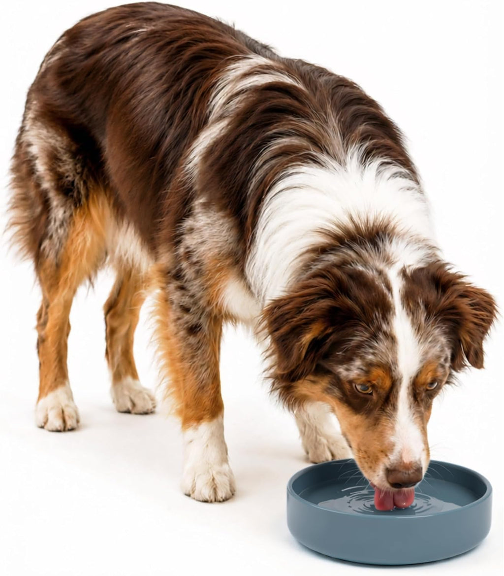¿Deberíamos Ir? Cuenco de agua para perros - El plato perfecto sin derrames, menos desorden, no se vuelca, cuenco de agua y comida, de silicona pura con ventosa, capacidad para 5 tazas, 19 cm de ancho