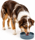 ¿Deberíamos Ir? Cuenco de agua para perros - El plato perfecto sin derrames, menos desorden, no se vuelca, cuenco de agua y comida, de silicona pura con ventosa, capacidad para 5 tazas, 19 cm de ancho