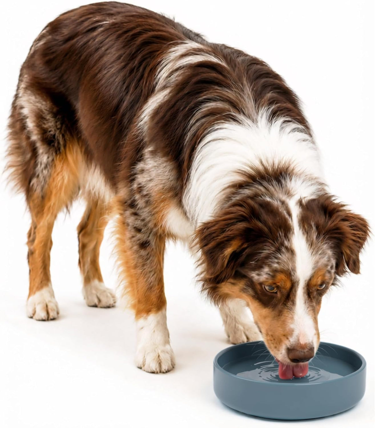 ¿Deberíamos Ir? Cuenco de agua para perros - El plato perfecto sin derrames, menos desorden, no se vuelca, cuenco de agua y comida, de silicona pura con ventosa, capacidad para 5 tazas, 19 cm de ancho