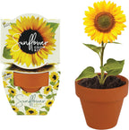 BUZZY Seeds - Kit de cultivo de girasol, paquete de 12, macetas de