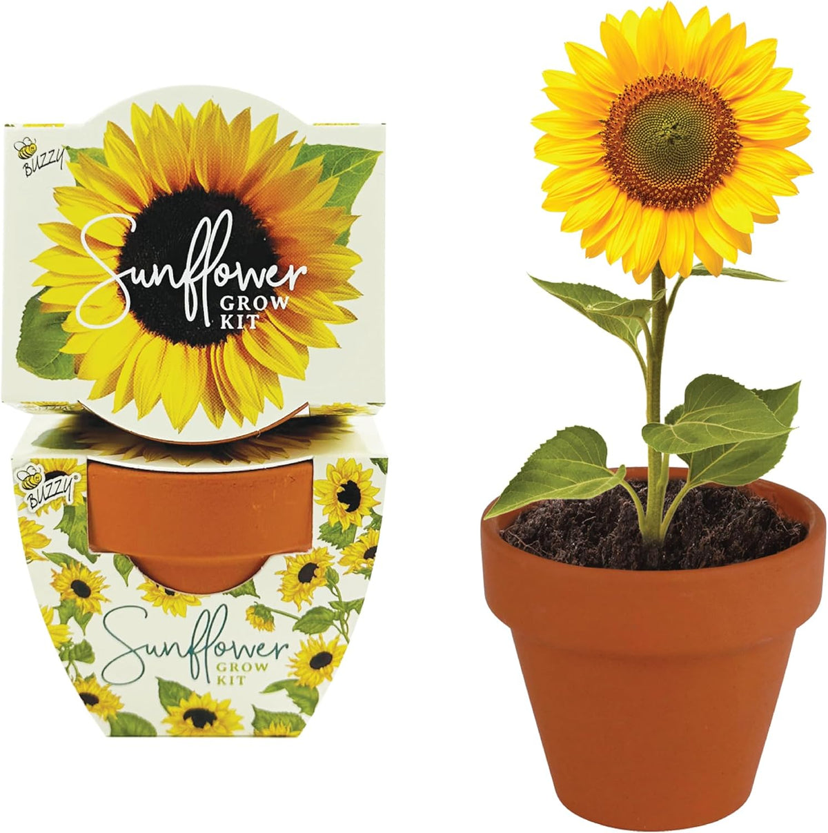 BUZZY Seeds - Kit de cultivo de girasol, paquete de 12, macetas de