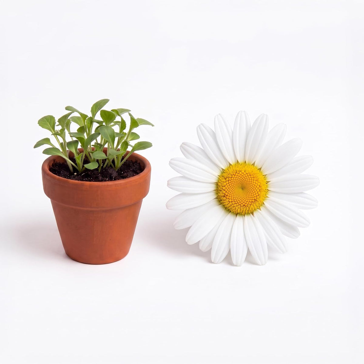 BUZZY Seeds Daisy - Kit de cultivo de margaritas, paquete de 20 macetas de