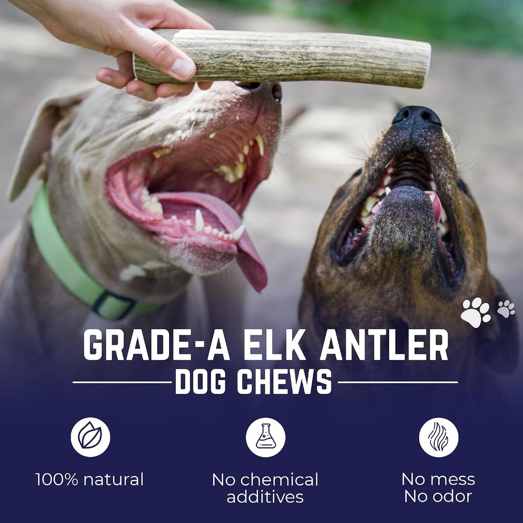 Devil Dog Pet Co Astas enteras de alce para perros, Mediano, Masticadores agresivos