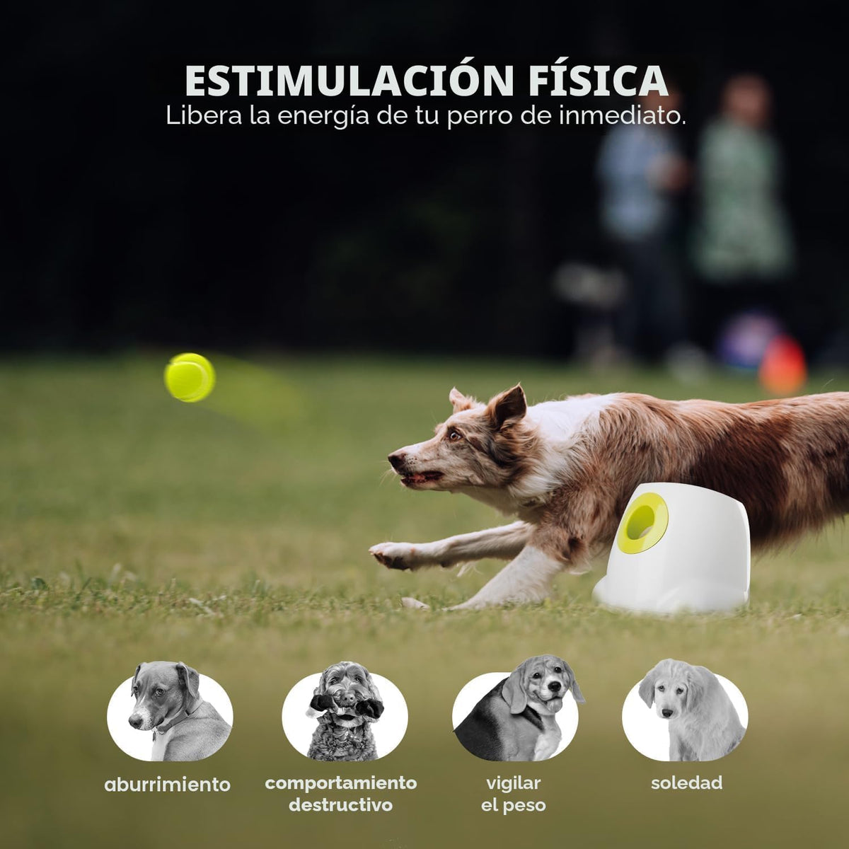 ALL FOR PAWS Lanzador automático de bolas para perros, juguete interactivo para perros medianos a grandes, máquina lanzadora de bolas recargable para mascotas para jugar al aire libre, 6 bolas de 2.5 pulgadas incluidas