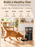 Alimentador automático para gatos y fuente de agua para gatos