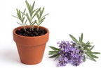 BUZZY Kit de cultivo de lavanda de semillas de 20 unidades, mini macetas de