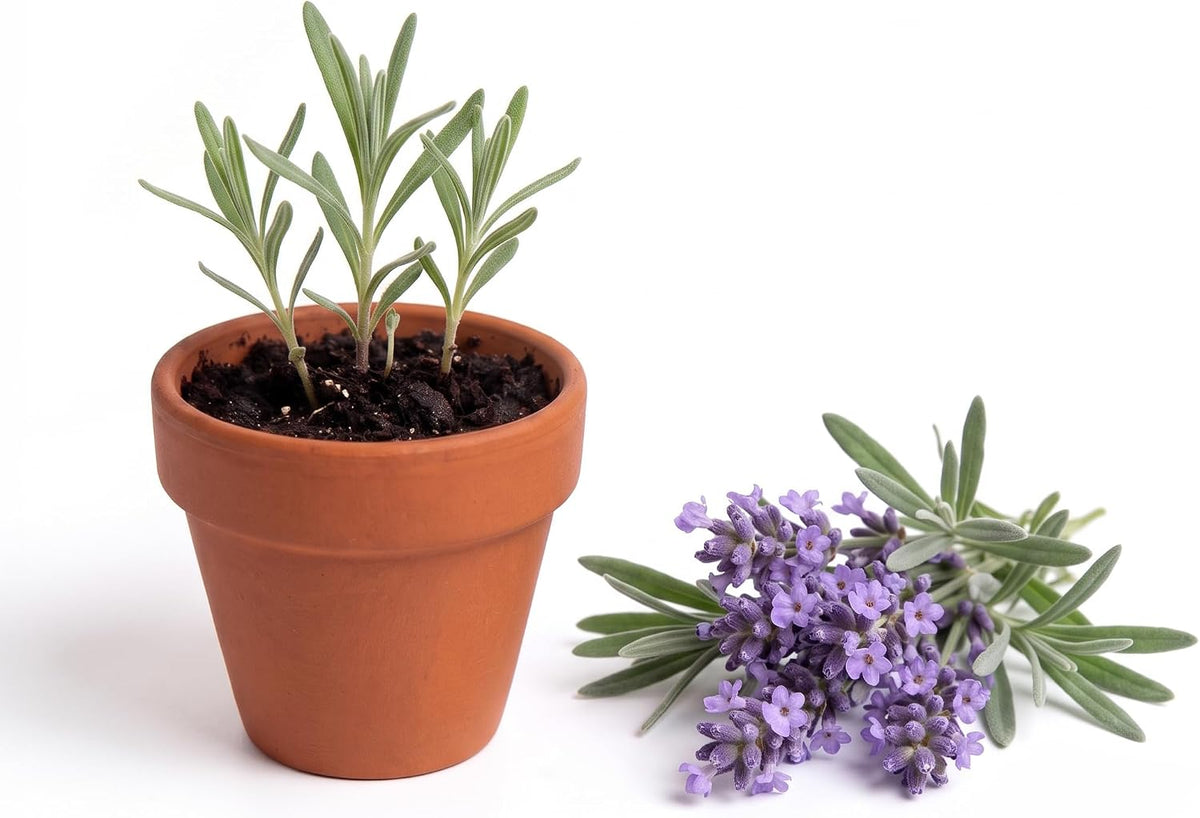 BUZZY Kit de cultivo de lavanda de semillas de 20 unidades, mini macetas de
