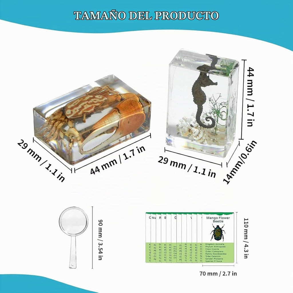 Set de 12 especímenes marinos en resina – Colección real de criaturas marinas de taxidermia con lupa para decoración de biología marina, exhibición y regalo para amantes del océano