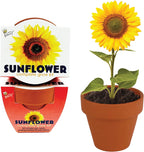 BUZZY Kit de cultivo de girasol de semillas, paquete de 12, macetas de