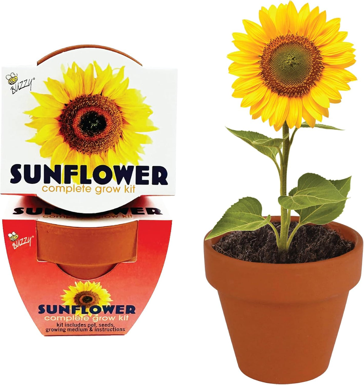 BUZZY Kit de cultivo de girasol de semillas, paquete de 12, macetas de