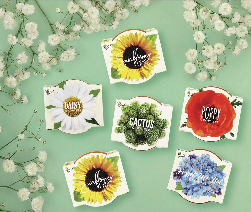 BUZZY Seeds Daydream - Kit de cultivo de 6 unidades, macetas de terracota, flores surtidas