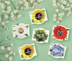 BUZZY Seeds Daydream - Kit de cultivo de 6 unidades, macetas de terracota, flores surtidas
