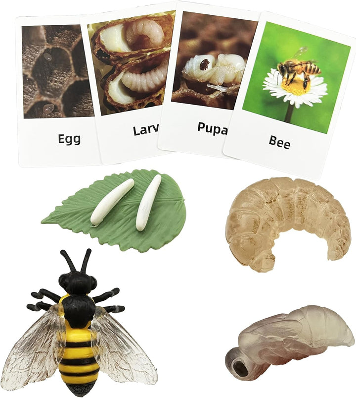 Mbrain 4 piezas Ciclo de Crecimiento de Plantas con Tarjetas Flash,...