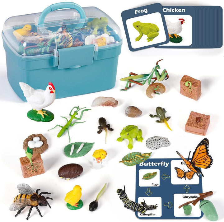 Juguetes de aprendizaje del ciclo de vida para niños: Kits de educa...