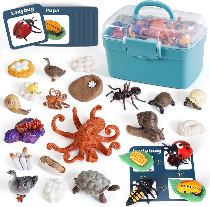 Juguetes de aprendizaje del ciclo de vida para niños: Kits de educa...