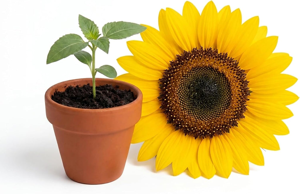 BUZZY Kit de cultivo de girasol, paquete de 20 macetas de terracota a