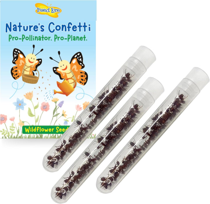 Insect Lore 75 hormigas cosechadoras nativas occidentales
