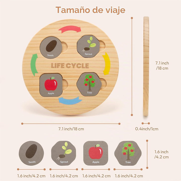 Woodtoe - Juguetes de ciclo de vida, 12 temas Montessori Science To...