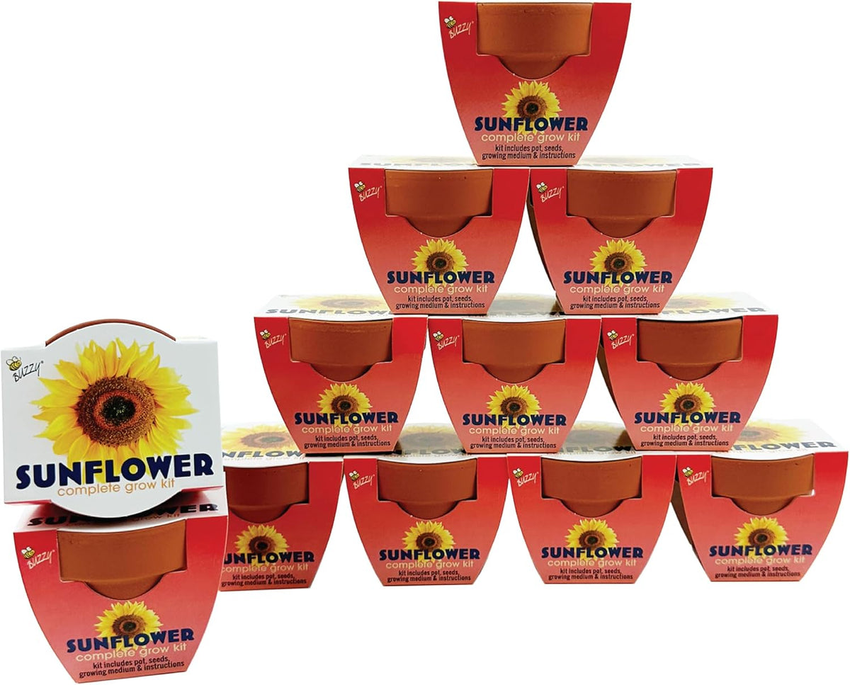 BUZZY Kit de cultivo de girasol de semillas, paquete de 12, macetas de