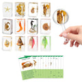 Set de 12 especímenes marinos en resina – Colección real de criaturas marinas de taxidermia con lupa para decoración de biología marina, exhibición y regalo para amantes del océano