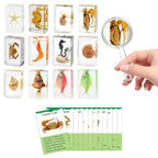 Set de 12 especímenes marinos en resina – Colección real de criaturas marinas de taxidermia con lupa para decoración de biología marina, exhibición y regalo para amantes del océano