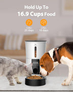Alimentador automático para gatos con temporizador - Dispensador de