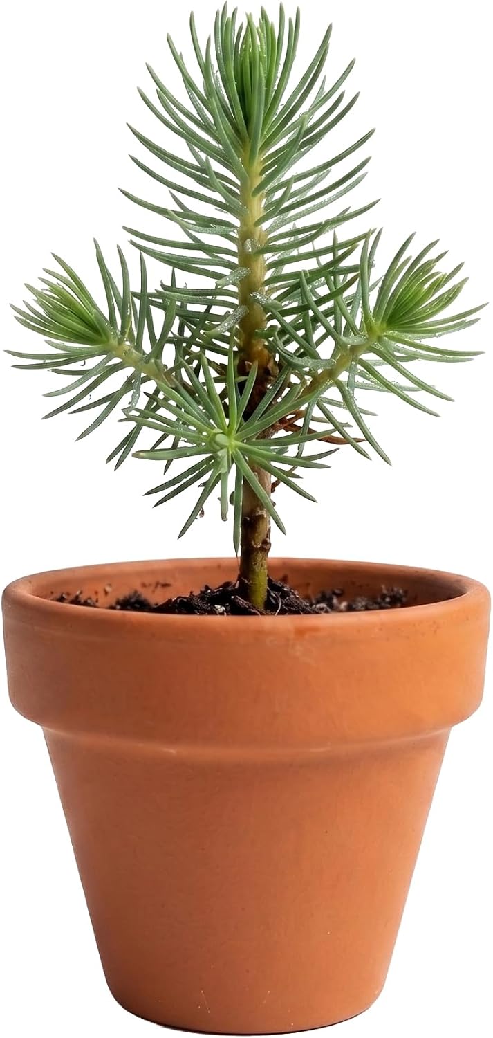Buzzy Kit de cultivo de árbol de abeto, paquete de 20 macetas de terracota